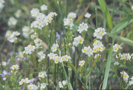 image of Figure 1.Fragrant popcornflower.&nbsp; Photo courtesy of H. Roemer
