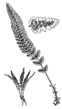 Lemmon’s Holly Fern