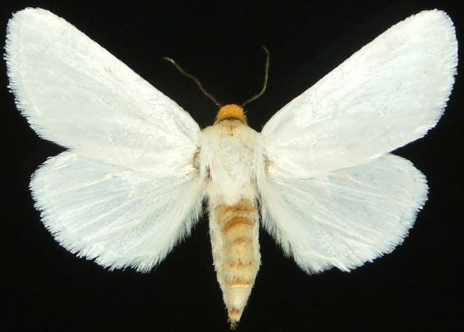 Dorsal view of White Flower Moth (Schinia bimatris)