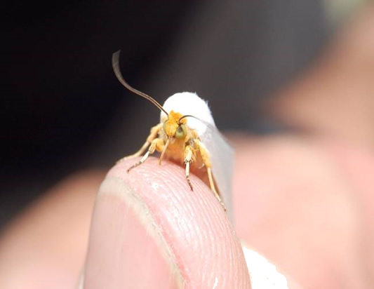 White Flower Moth (Schinia bimatris) adult