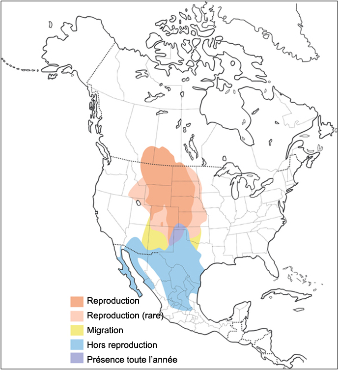 Aire de répartition du Bruant noir et blanc