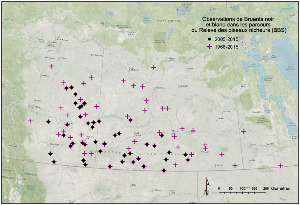 Répartition des mentions au Canada selon le Relevé des oiseaux nicheurs.