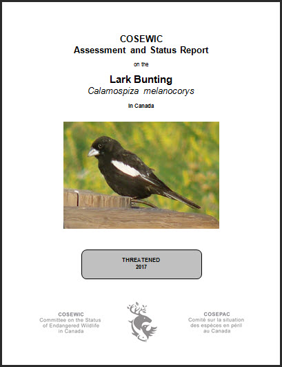 COSEWIC Assessment and status report on the Lark Bunting