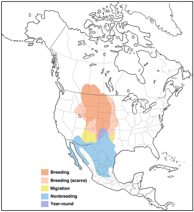 Distribution  of Lark Bunting (from Shane 2000)