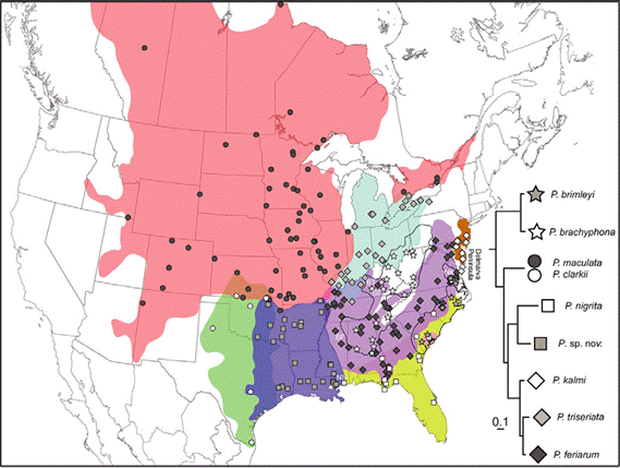 Carte montrant la répartition des lignées génétiques d'un groupe d'espèces de rainettes faux-grillon étroitement apparentées en Amérique du Nord