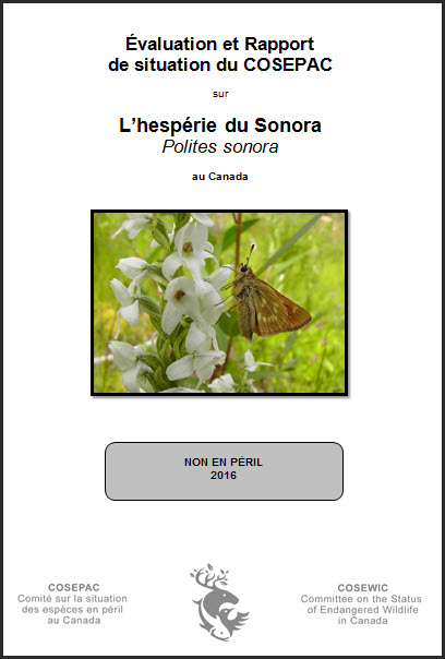 Évaluation et Rapport de situation du COSEPAC sur L’hespérie du Sonora
