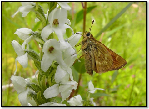 Sonora Skipper