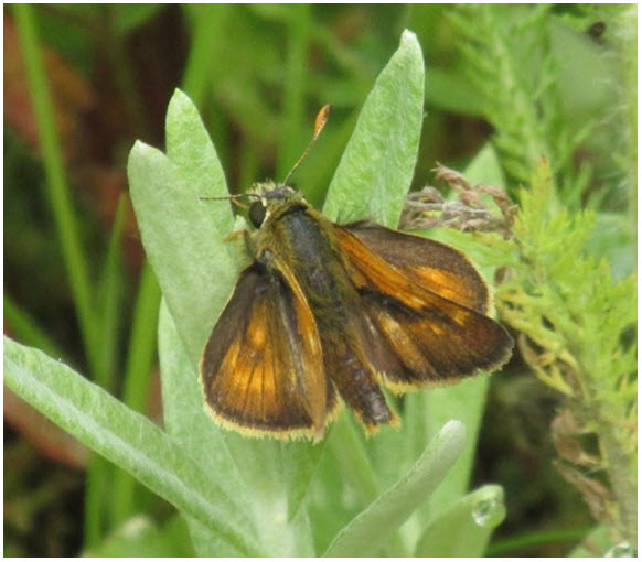 Dorsal view of Sonora Skipper