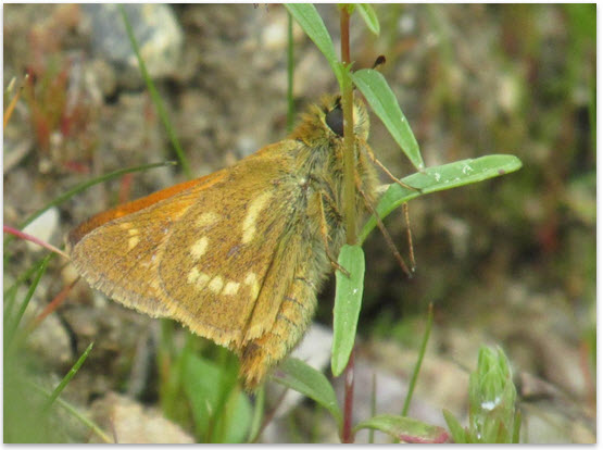 Ventral view of a  Sonora Skipper