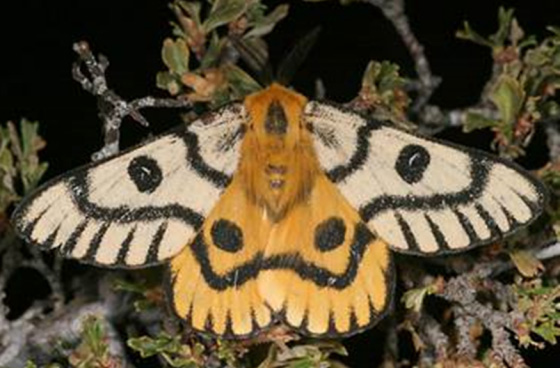 Photo of Nuttall's Sheep Moth