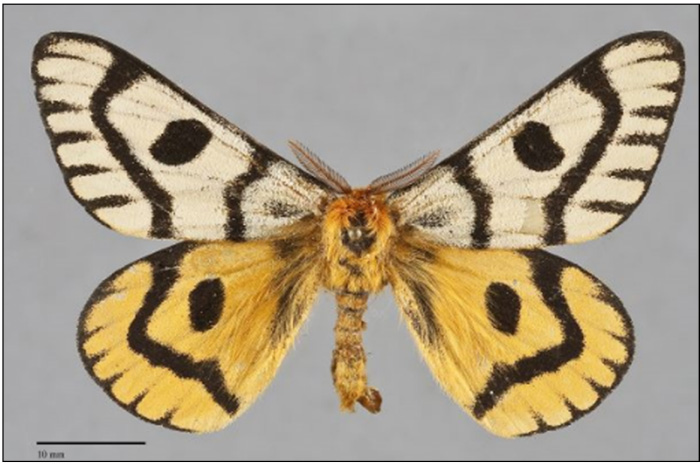 Photo of Adult male Nuttall's Sheep Moth