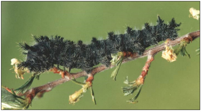 Photo of Late instar larva on Nuttall's Sheep Moth