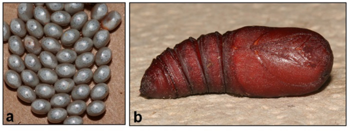 Photo:  Œufs (a) et chrysalide mâle (b) d’hémileucin de Nuttall 