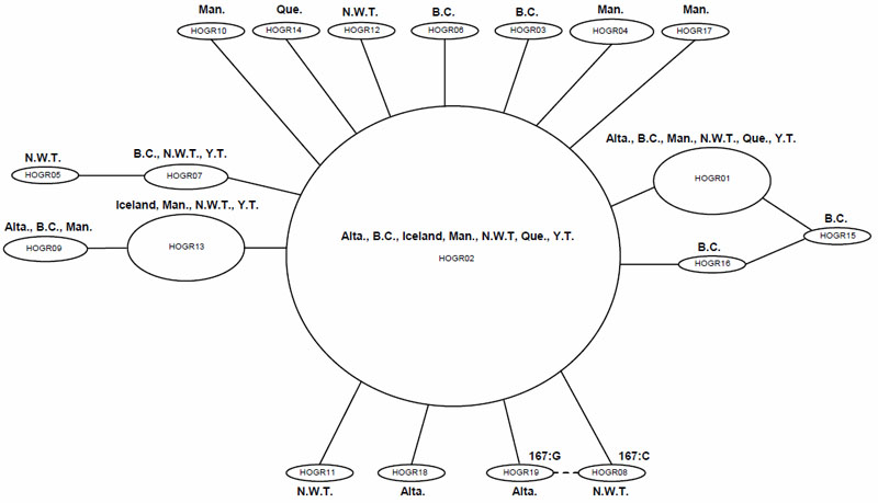 Diagram of the network of links between haplotypes (see long description below).