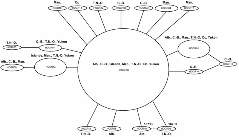 Diagramme du réseau des liens entre les haplotypes (voir description longue ci-dessous).