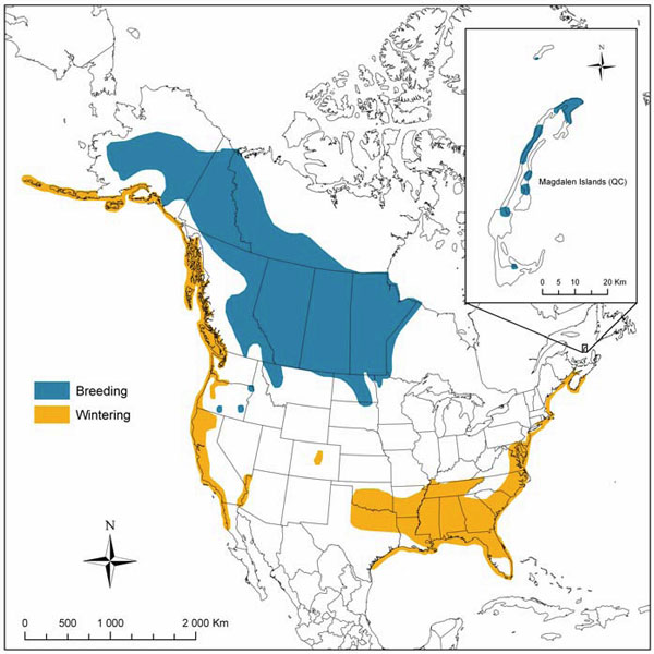 Map showing breeding and winter ranges of the Horned Grebe in North America.