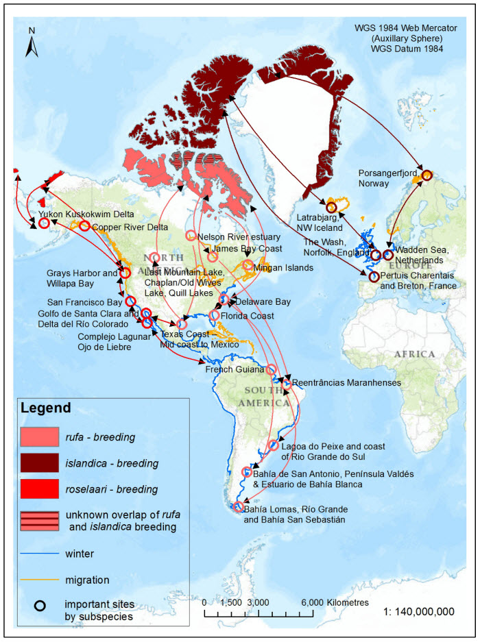 Global map illustrates the global breeding, migration, and winter/non-breeding ranges, flyways, and major non-breeding sites