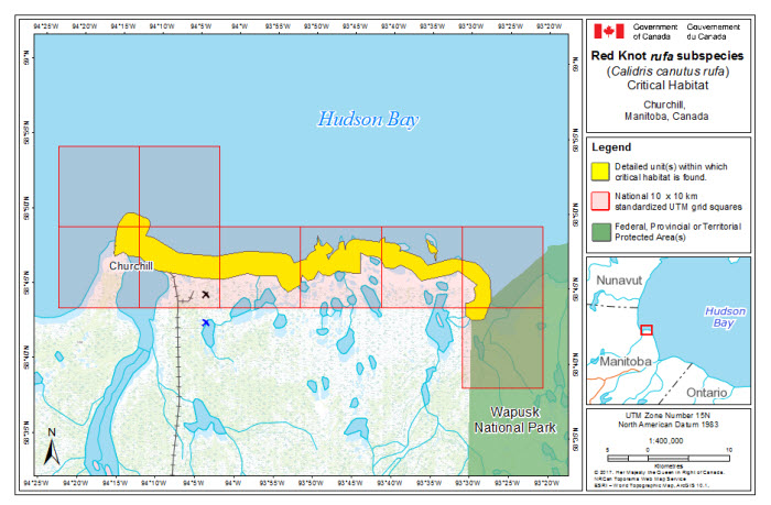 Map of stopover critical habitat for rufa in Churchill, Manitoba