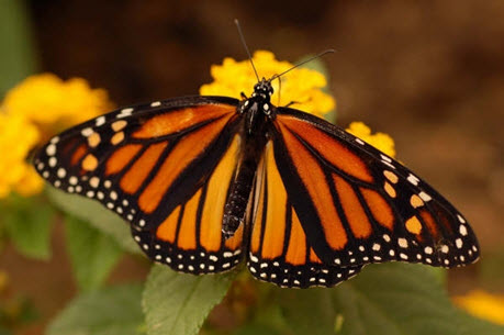 Photo d’un monarque (Danaus plexippusis) adulte, en vue dorsale