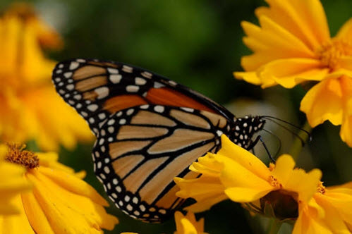 Monarch on a flower (see long description below)