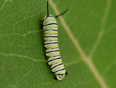 Monarch caterpillar on a leaf (see long description below)