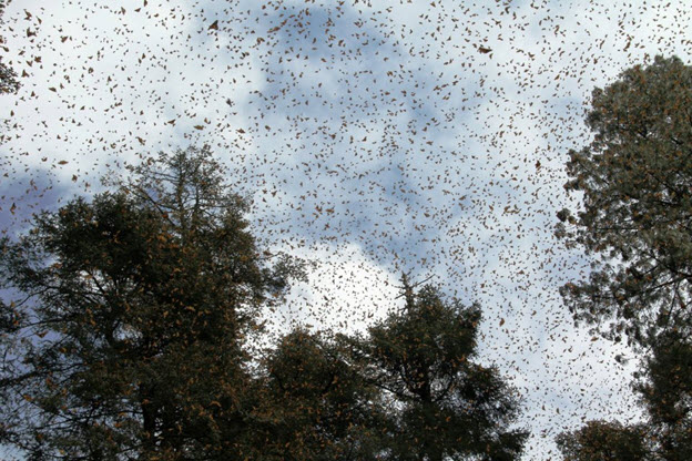 Monarchs gathering in the sky (see long description below)