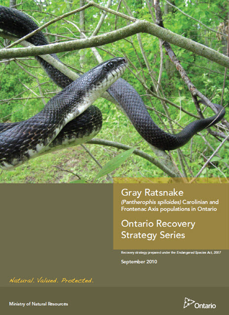 Ontario MNR cover of the Gray Ratsnake
