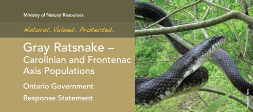 MNR Carolinian and Frontenac Cover of the Gray Ratsnake