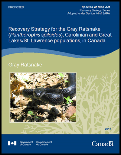 Cover photo of Gray Ratsnake