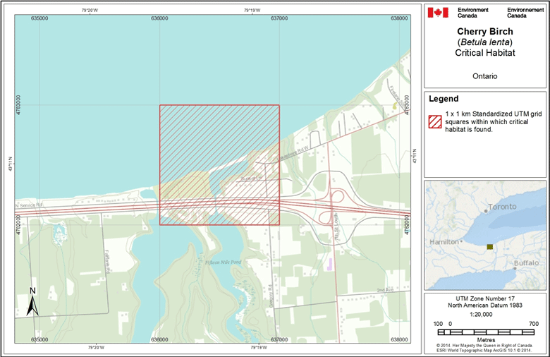 Grid square that contains critical habitat for Cherry Birch