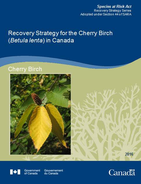 Recovery Strategy for for the Cherry Birch