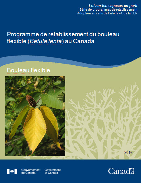Programme de rétablissement du bouleau flexible