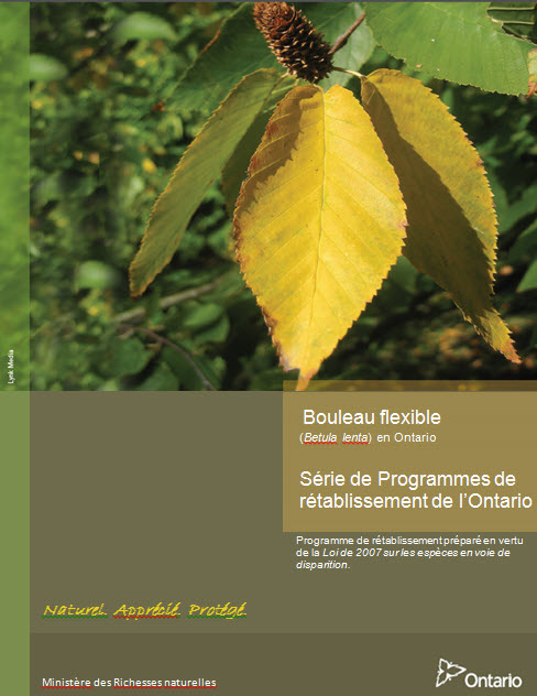 Partie 2 – Programme de rétablissement du bouleau flexible (Betula lenta) en Ontario