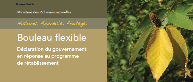 photo de couverture : Partie 3 – Déclaration du gouvernement en réponse au programme de rétablissement du bouleau flexible
