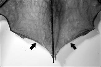 &nbsp;Fringed bat (Myotis thysanodes):close up of hair fringe on the edge of the interfemoral membrane