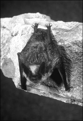  Chauve-souris à queue frangée (Myotis thysanodes):vue dorsale