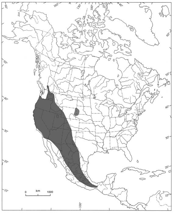 Aire de répartition mondiale de la chauve-souris à queue frangée (Myotis thysanodes)
