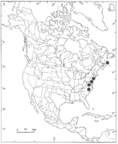 Figure 2. Répartition mondiale du Juncus caesariensis.