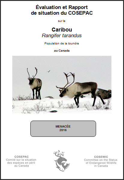 Évaluation et Rapport de situation du COSEPAC sur le Caribou