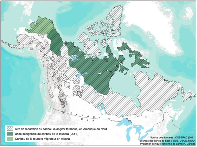 Aire de répartition du caribou de la toundra en Amérique du Nord