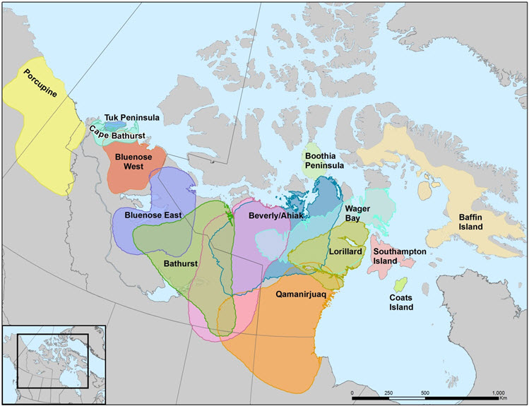 Caribou subpopulations in the Barren-Ground Caribou DU