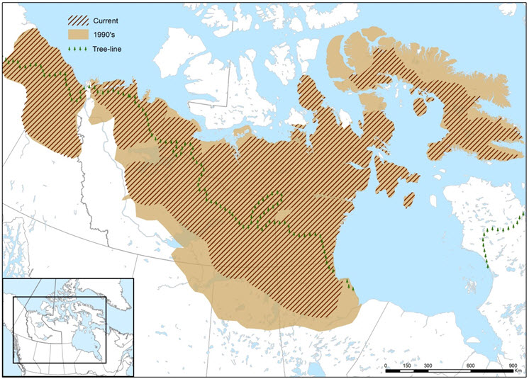 Maximum Barren-ground Caribou range in Canada in the 1990s