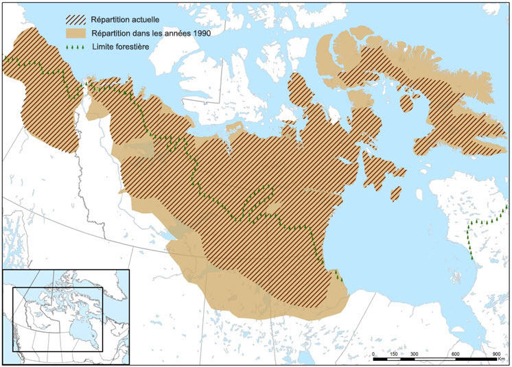 Aire de répartition maximale du caribou de la toundra au Canada dans les années 1990