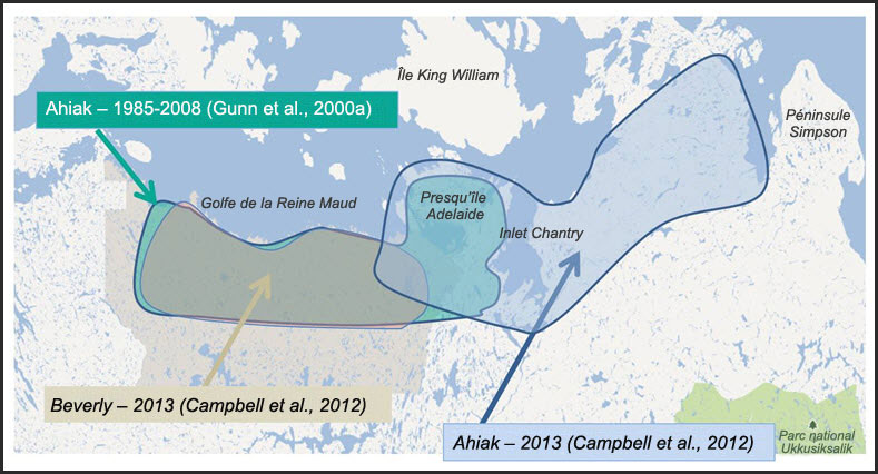Schéma illustrant l’emplacement relatif des aires de mise bas le long de la côte du golfe de la Reine Maud