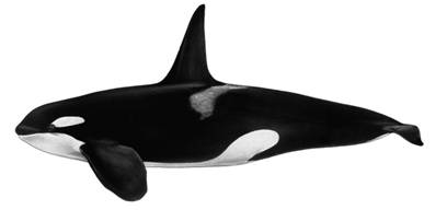 Illustration of a male Killer Whale.