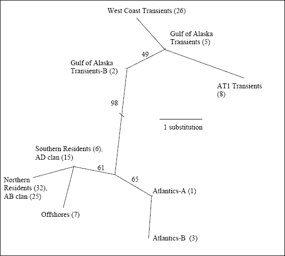 Diagram showing a maximum likelihood phylogram based on seven Pacific and two Atlantic Killer Whale mitochondrial D-loop haplotypes.