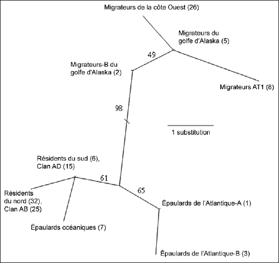 Diagramme montrant un phylogramme de maximum de vraisemblance construit à partir de neuf haplotypes de la boucle D mitochondriale (sept observés chez les épaulards du Pacifique, et deux chez les épaulards de l’Atlantique).