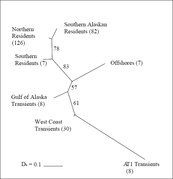 Diagram showing an unrooted neighbour-joining phylogram for Alaskan and British Columbian Killer Whales based on 11 microsatellite loci, using Nei’s standard genetic distances.