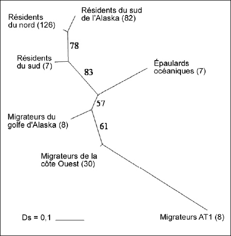 Diagramme montrant un phylogramme non enraciné fondé sur la méthode des plus proches voisins (neighbour-joining) pour les épaulards d’Alaska et de Colombie-Britannique, construit à partir de 11 loci microsatellites à l’aide de la distance génétique standard de Nei.