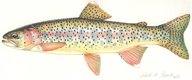 Rainbow Trout (Oncorhynchus mykiss): COSEWIC assessment and status